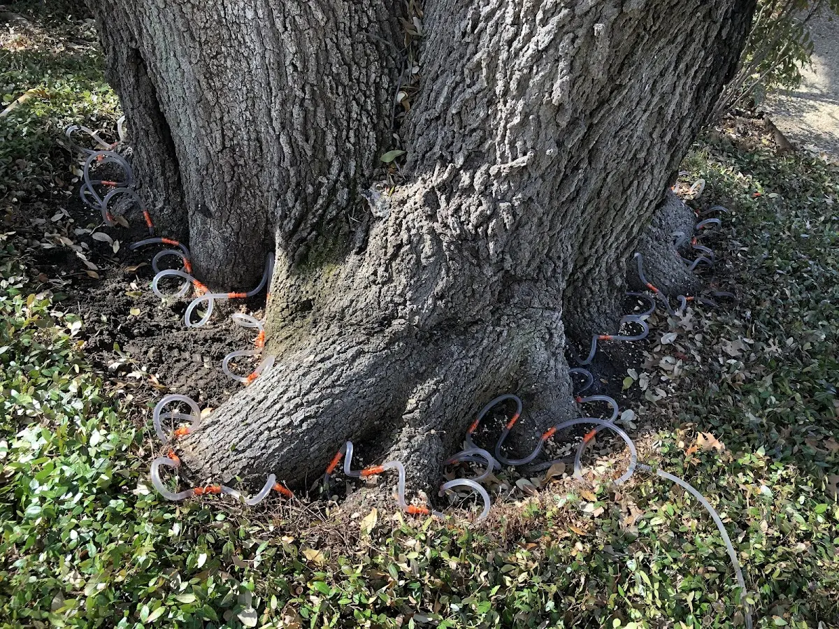 Detailed Tree Cabling and Bracing job site in Waitsburg
