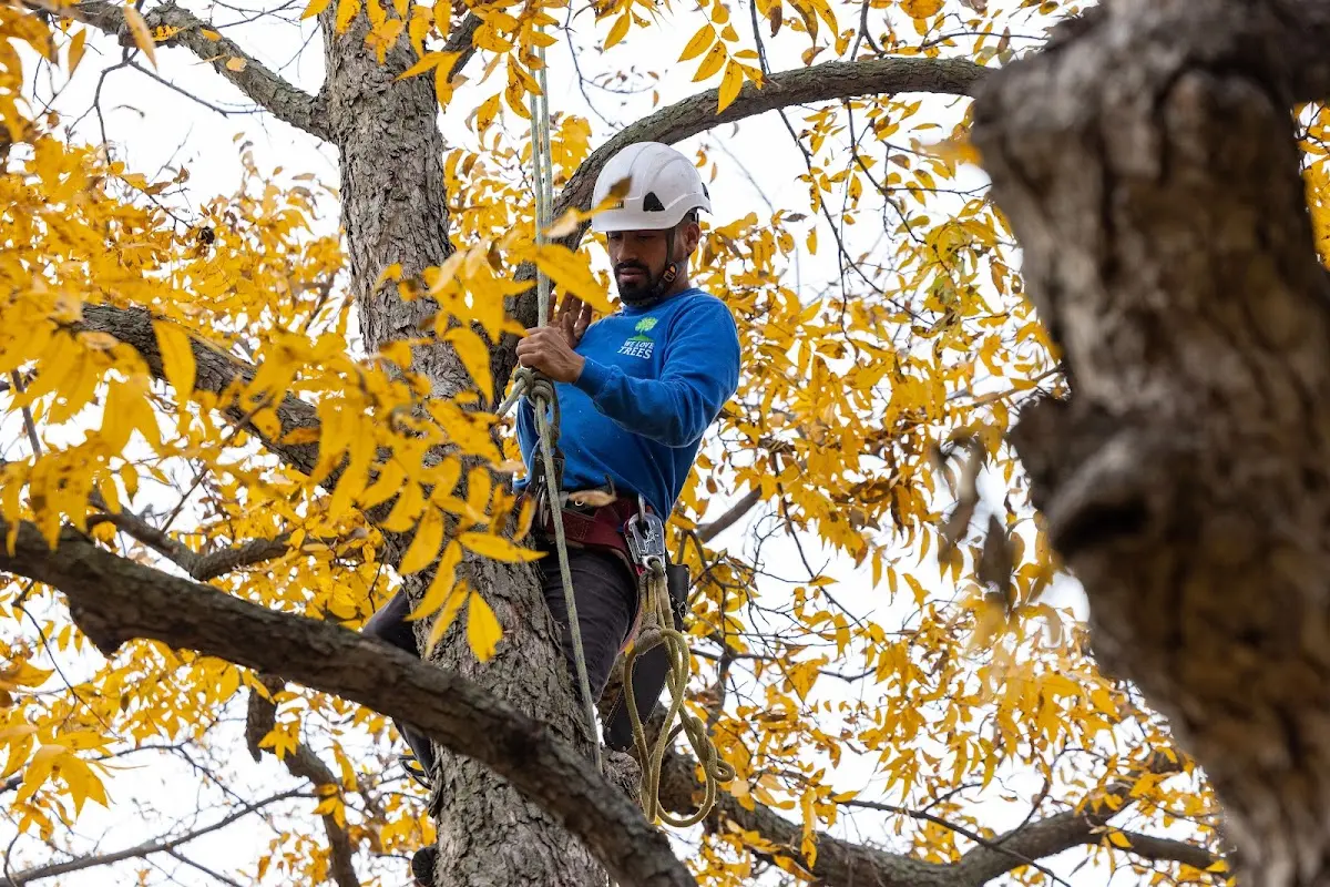 Skilled Tree Planting crew working in Waitsburg