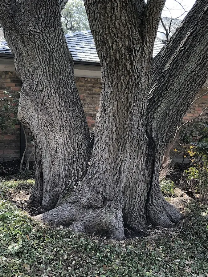 Mature heritage tree close to a Waitsburg property cared for by certified arborists